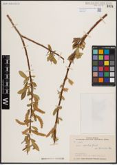 Foto von Salix excelsa S. G. Gmel.